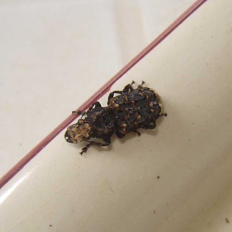 Che cos''?!? Platyrhinus resinosus (Anthribidae)